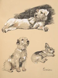 Terrier, 1930, Illustrazioni dal suo Sketch Book usato per 